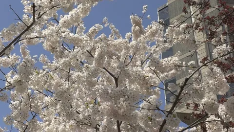 Cherry blossoms in Toronto during COVID 19 pandemic lockdown Stock-Footage 152959756