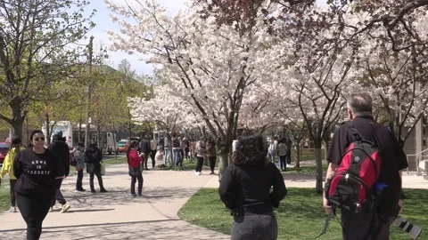 Cherry blossoms in Toronto during COVID 19 pandemic lockdown Vidéo 152959796