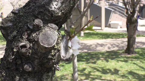 Cherry blossoms in Toronto during COVID 19 pandemic lockdown Видео 152959810