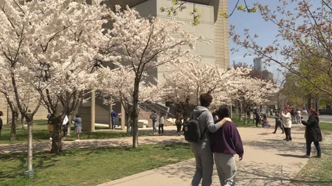 Cherry blossoms in Toronto during COVID 19 pandemic lockdown 库存影片 152959844