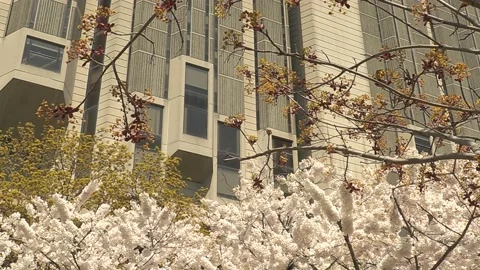 Cherry blossoms in Toronto during COVID 19 pandemic lockdown Видео 152959880