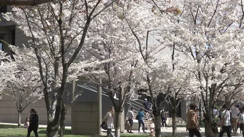 Cherry blossoms in Toronto during COVID 19 pandemic lockdown 库存影片 152959896