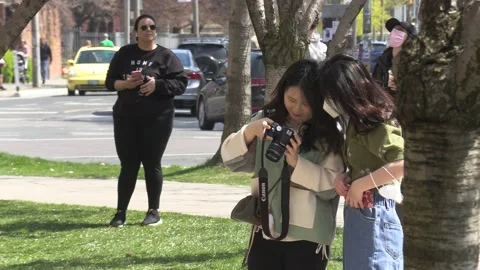 Cherry blossoms in Toronto during COVID 19 pandemic lockdown Видео 152959920