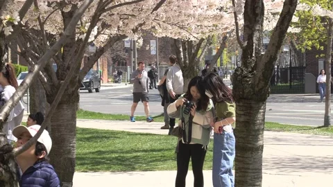 Cherry blossoms in Toronto during COVID 19 pandemic lockdown Видео 152959941