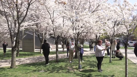 Cherry blossoms in Toronto during COVID 19 pandemic lockdown Vidéo 152959967