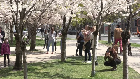 Cherry blossoms in Toronto during COVID 19 pandemic lockdown Vidéo 152960002