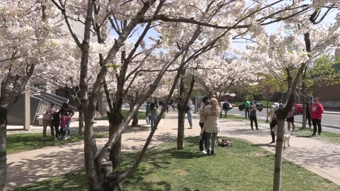 Cherry blossoms in Toronto during COVID 19 pandemic lockdown Stockbeeldmateriaal 152960079