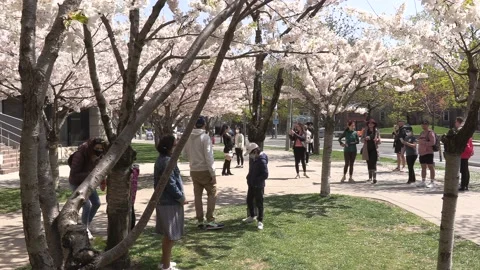 Cherry blossoms in Toronto during COVID 19 pandemic lockdown 库存影片 152960220
