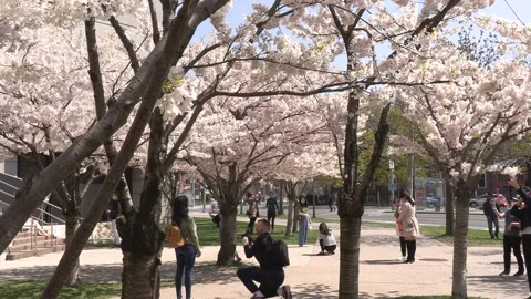 Cherry blossoms in Toronto during COVID 19 pandemic lockdown 库存影片 152960286