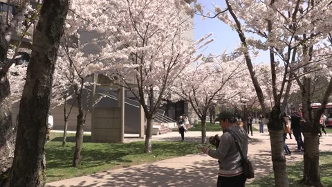 Cherry blossoms in Toronto during COVID 19 pandemic lockdown 库存影片 152960460