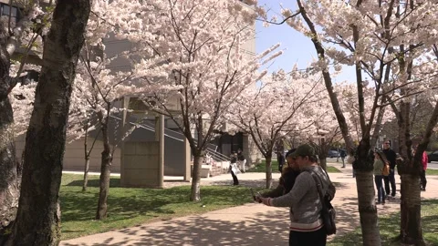 Cherry blossoms in Toronto during COVID 19 pandemic lockdown Video stock 152960517