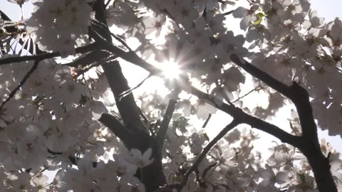 Cherry blossoms in Toronto during COVID 19 pandemic lockdown Stockbeeldmateriaal 152960558