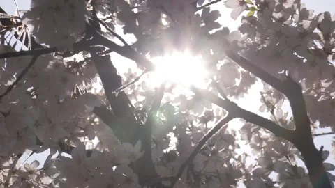 Cherry blossoms in Toronto during COVID 19 pandemic lockdown Stock-Footage 152960597