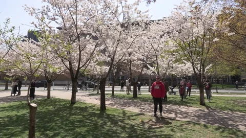 Cherry blossoms in Toronto during COVID 19 pandemic lockdown 库存影片 152960679