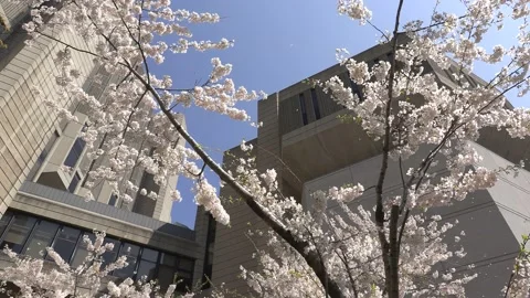 Cherry blossoms in Toronto during COVID 19 pandemic lockdown 库存影片 152960805