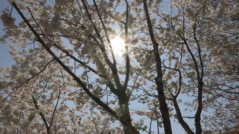 Cherry blossoms in Toronto during COVID 19 pandemic lockdown 库存影片 152960864