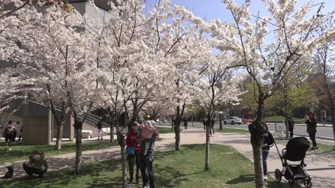 Cherry blossoms in Toronto during COVID 19 pandemic lockdown Vídeos de archivo 152960914