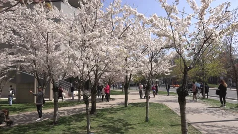 Cherry blossoms in Toronto during COVID 19 pandemic lockdown Vidéo 152960992