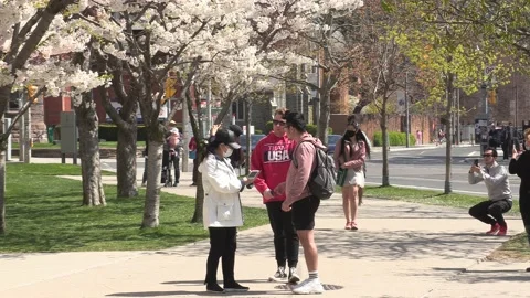 Cherry blossoms in Toronto during COVID 19 pandemic lockdown 库存影片 152961055