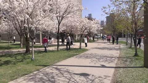 Cherry blossoms in Toronto during COVID 19 pandemic lockdown Vidéo 152961149