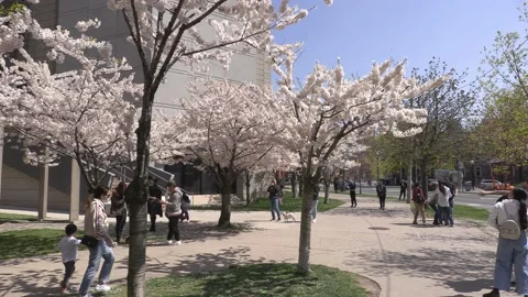 Cherry blossoms in Toronto during COVID 19 pandemic lockdown 库存影片 152961539
