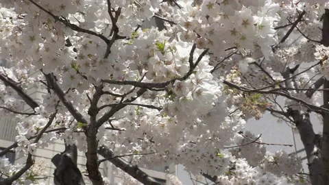 Cherry blossoms in Toronto during COVID 19 pandemic lockdown 库存影片 152961618