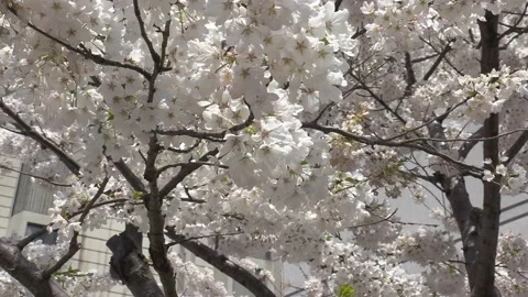Cherry blossoms in Toronto during COVID 19 pandemic lockdown Stock-Footage 152961647
