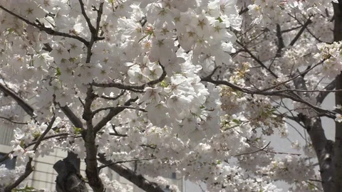 Cherry blossoms in Toronto during COVID 19 pandemic lockdown 库存影片 152961665