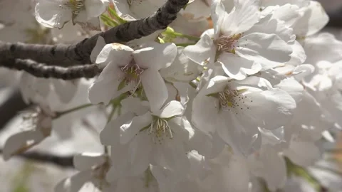 Cherry blossoms in Toronto during COVID 19 pandemic lockdown 库存影片 152961704