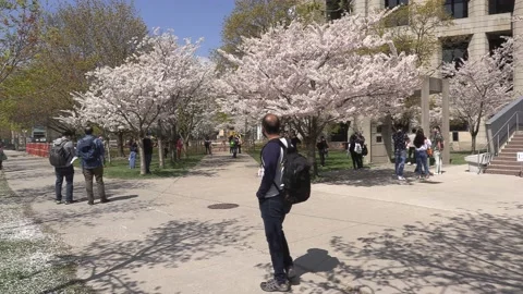 Cherry blossoms in Toronto during COVID 19 pandemic lockdown 库存影片 152962269