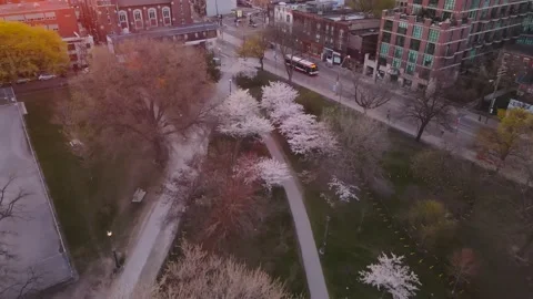 Cherry blossoms in Toronto Stock Footage 172102156