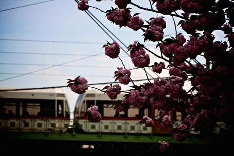 Cherry Blossoms with Train in Urban Setting Foto stock