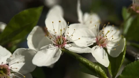 Cherry Blossoms On Tree Background Stock Footage 239376091