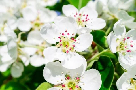 Cherry blossoms tree background Stock Photos