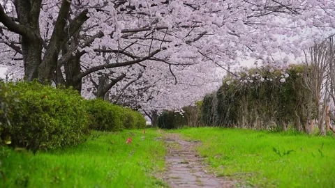 Cherry blossoms tree bloomed beautifully in Rural Roadways japan city beaut.. Stock Footage 272452202