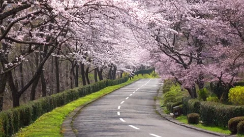 Cherry blossoms tree bloomed beautifully in Rural Roadways japan city beaut.. Stock Footage 272452432