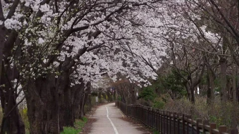 Cherry blossoms tree bloomed beautifully in Rural Roadways japan city beaut.. Stock Footage 272453806