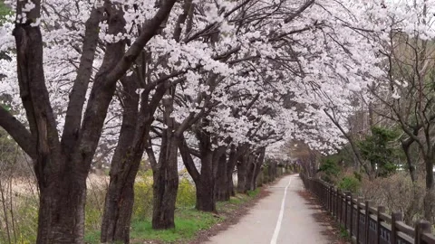 Cherry blossoms tree bloomed beautifully in Rural Roadways japan city beaut.. Stock Footage 272454067