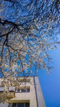 Cherry blossoms tree, blue sky and apartment building Foto stock