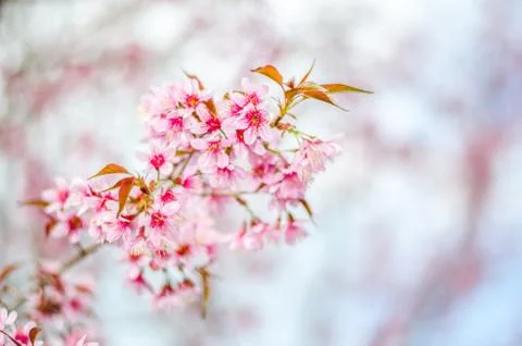 Cherry blossoms tree with blur background Foto stock