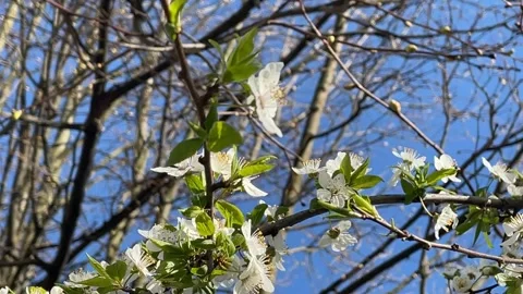Cherry blossoms on tree branches against clear blue sky, perfect for spring.. Stock Footage 341266716
