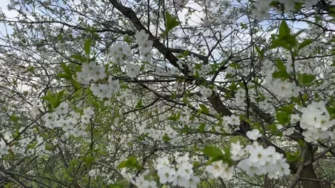Cherry blossoms on tree branches Stock Footage 240344130