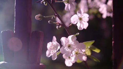 Cherry Blossoms  tree in city overlay, cinematic Stock Footage 303521216