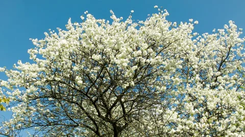 Cherry blossoms tree Vídeo Stock 38686211