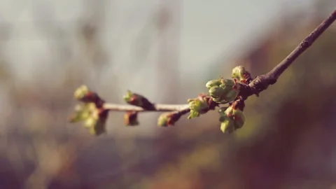 Cherry blossoms tree Stock Footage 104186047