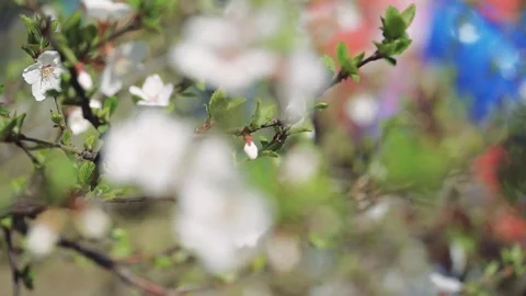 Cherry blossoms on a tree Stock Footage 111813065