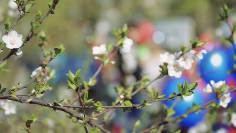 Cherry blossoms on a tree Stock Footage 111813161