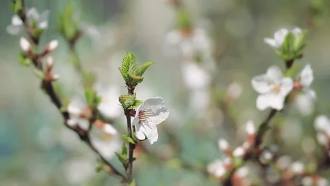 Cherry blossoms on a tree Stock Footage 111813278