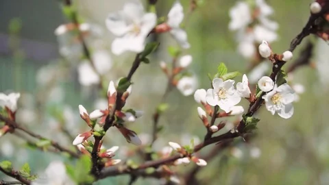 Cherry blossoms on a tree Stock Footage 111814040