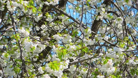 Cherry blossoms on the tree. Stock Footage 153867100